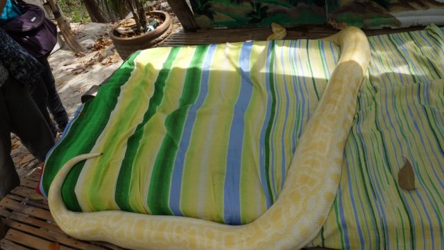 セブ動物園（Cebu Zoo）大蛇