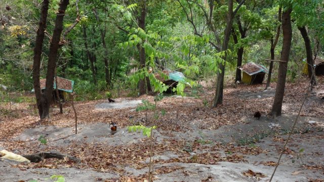 セブ動物園（Cebu Zoo）鶏