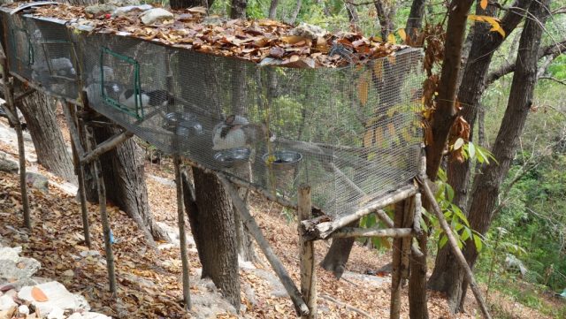 セブ動物園（Cebu Zoo）うさぎ