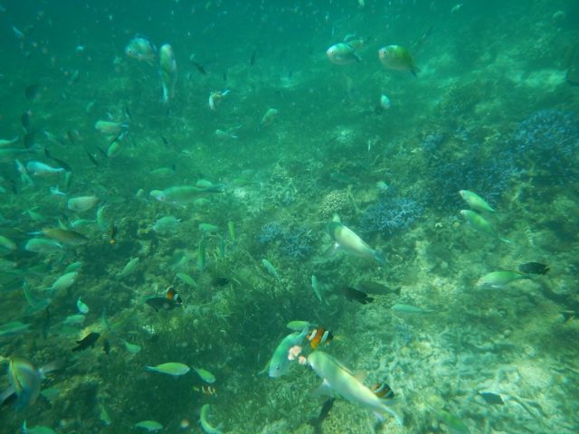 ヒルトゥンガン島　魚