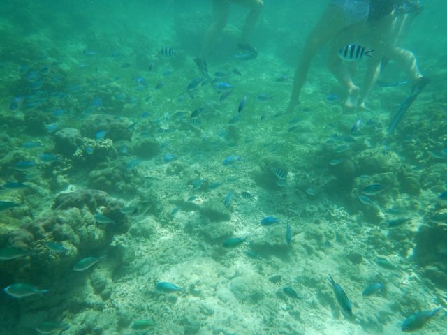 ヒルトゥンガン島　魚