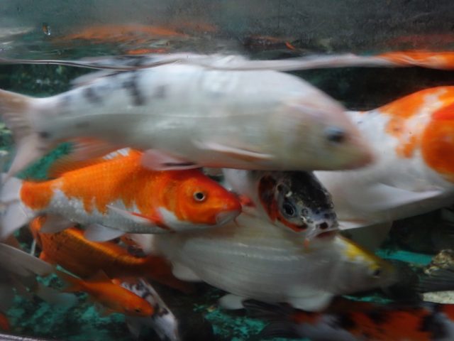 マニラオーシャンパーク