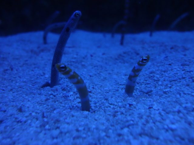 マニラオーシャンパーク