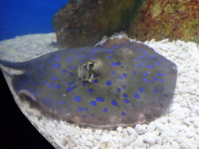 マニラオーシャンパーク