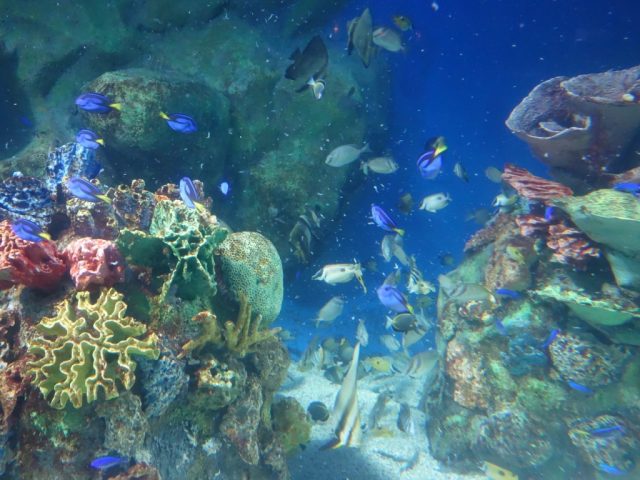 マニラオーシャンパーク