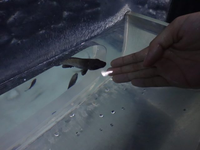 マニラオーシャンパーク