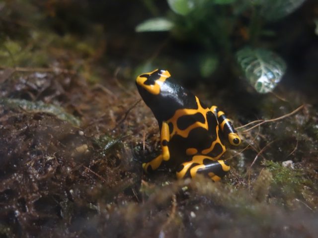 マニラオーシャンパーク