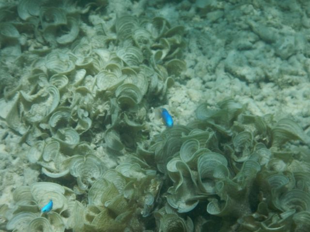 モアルボアル　魚