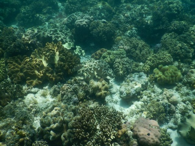 モアルボアル　珊瑚