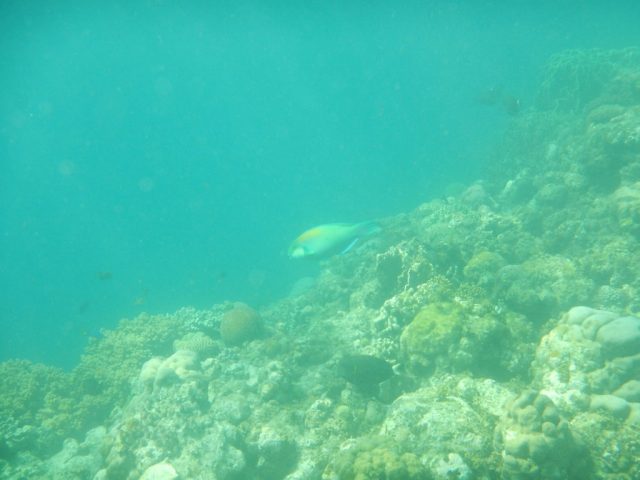 モアルボアル　魚