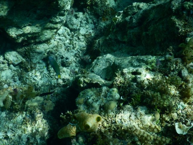 ナルスアン島 シュノーケリング