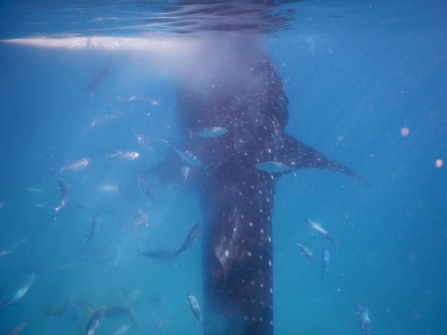 オスロブ（Oslob）ジンベイザメ