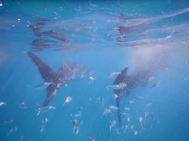 オスロブ（Oslob）ジンベイザメ