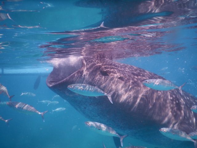 オスロブ（Oslob）　ジンベイザメ