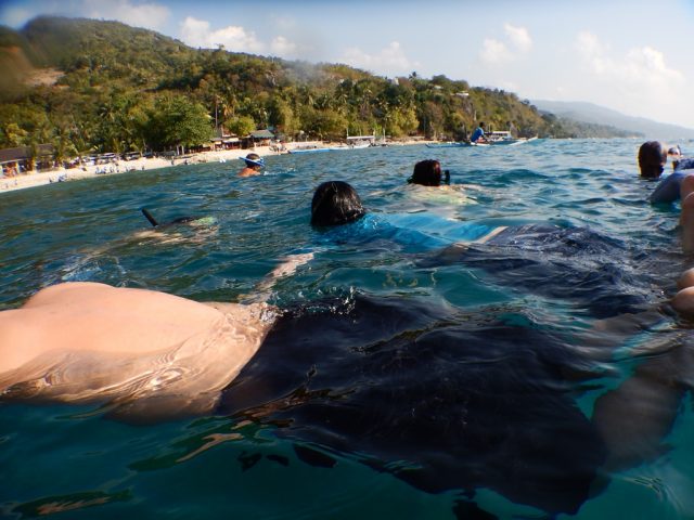 オスロブ（Oslob）シュノーケリング