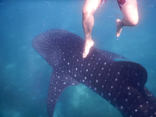 オスロブ（Oslob）　ジンベイザメ