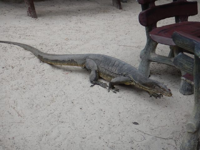 サピ島（Sapi）大トカゲ