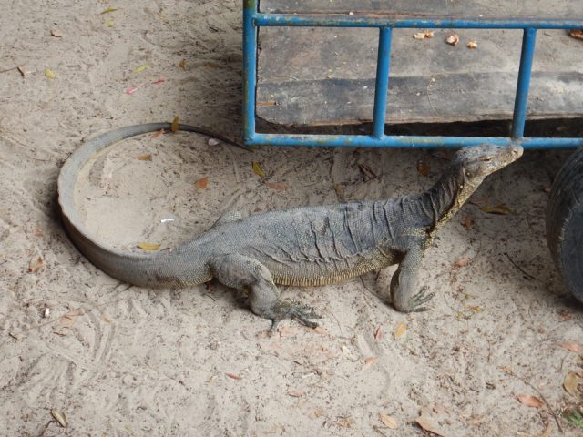 サピ島（Sapi）大トカゲ