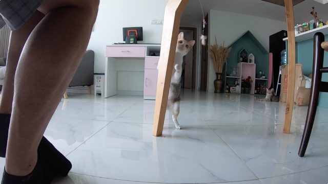 ホーチミン女性猫